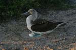 galapagos blue footed boobies 