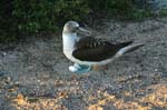 galapagos blue footed boobies 