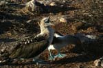 galapagos blue footed boobies 