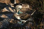 galapagos blue footed boobies 