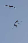 galapagos blue footed boobies 