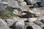 galapagos blue footed boobies 