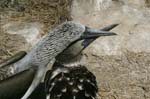 galapagos blue footed boobies 