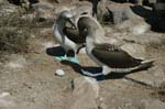 galapagos blue footed boobies 