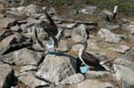 galapagos blue footed boobies 