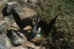 galapagos blue footed boobies 