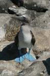 galapagos blue footed boobies 