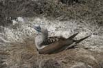 galapagos blue footed boobies 