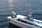 galapagos brown pelicans 