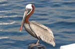 galapagos brown pelicans 