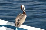 galapagos brown pelicans 