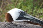 galapagos brown pelicans 