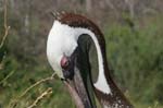 galapagos brown pelicans 