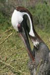 galapagos brown pelicans 