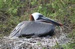 galapagos brown pelicans 