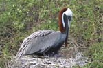 galapagos brown pelicans 