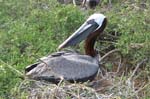 galapagos brown pelicans 