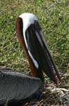 galapagos brown pelicans 