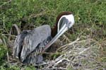 galapagos brown pelicans 