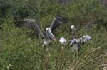 galapagos brown pelicans 