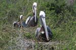 galapagos brown pelicans 