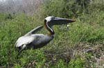 galapagos brown pelicans 