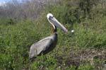 galapagos brown pelicans 