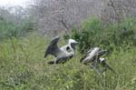 galapagos brown pelicans 