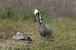 galapagos brown pelicans 