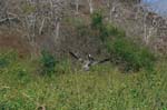 galapagos brown pelicans 