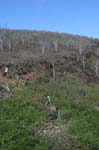 galapagos brown pelicans 