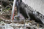 galapagos brown pelicans 