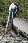 galapagos brown pelicans 