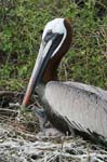 galapagos brown pelicans 