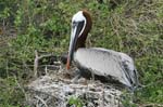 galapagos brown pelicans 