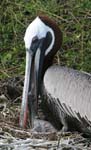 galapagos brown pelicans 