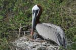 galapagos brown pelicans 