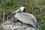 galapagos brown pelicans 