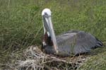 galapagos brown pelicans 