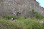 galapagos brown pelicans 