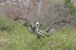 galapagos brown pelicans 