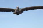 galapagos brown pelicans 