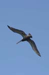 galapagos brown pelicans 