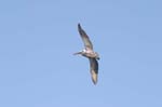 galapagos brown pelicans 