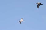 galapagos brown pelicans 