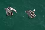 galapagos brown pelicans 