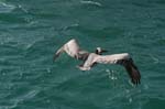 galapagos brown pelicans 