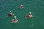 galapagos brown pelicans 