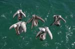 galapagos brown pelicans 