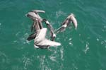 galapagos brown pelicans 